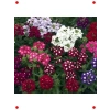 Yayılıcı Karışık Renkli ne Çiçeği Tohumu (8 Adet)