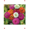 Zinnia Kirli Hanım Karışık Renk Tohum Seti - 200 Adet