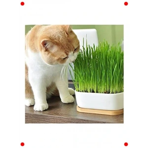 %100 Doğal Fileli Kedi Çimi - Tüy Yumağı Önleyici