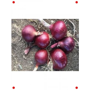 10 gr Yüksek Verimli Soğan Tohumu