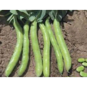 10 gram bakla sakız tohumu ile sağlıklı bir hasat elde edin