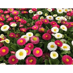 250 adet şeker tabağı tohumu ile bahçenizi şenlendirin