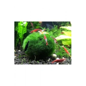 3-4 cm Boyutundaki Moss Topu - Karidesler İçin