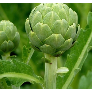 3 Gram Enginar Tohumu, Çoklu Paket