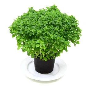 3 Gram Top Reyhan Tohumu, Çoklu Paket