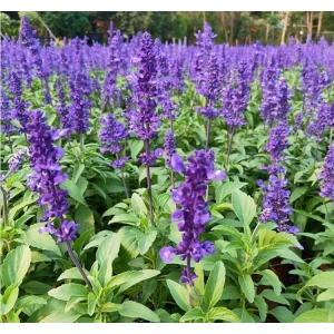 30 Tohumlu Leylak Ateş Çiçeği ile Bahçe Yetiştiriciliği