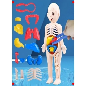 3D İnsan Vücudu Anatomisi Eğitici Yapboz