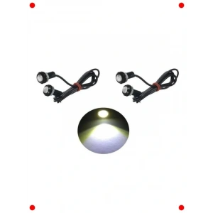 4 Adet Beyaz  Gözü dalı Gündüz Ledi