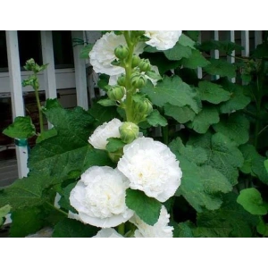 5 Tohum Katmerli Dev Gül Hat, Beyaz Renkli Çiçek