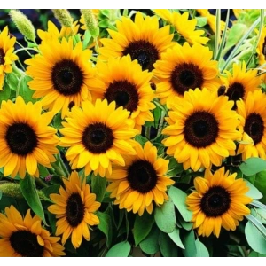 5 Tohum Turuncu Siyah Süs Ayçiçeği Tohumu, Katlı Çiçek