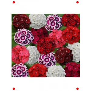 50 Adet Karışık İri HüsnüYusuf Çiçeği Tohumu