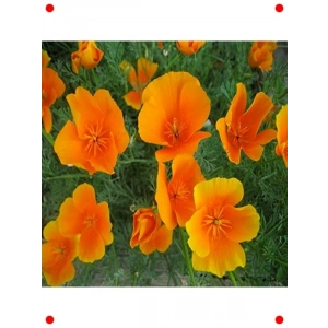 Acem Lalesi Çiçeği Tohumu (100+ Adet)