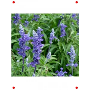 Adaçayı Çiçeği Tohumu - Doğal Güzellik