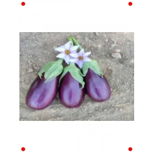 Adana Dolmalık Patlıcan Tohumu - Verimli & Lezzetli (10 gr)