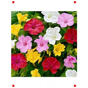 Akşam Sefası Tohumu (8+ Adet)