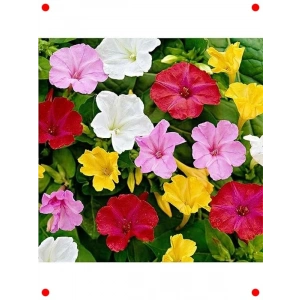 Akşam Sefası Tohumu (8+ Adet)