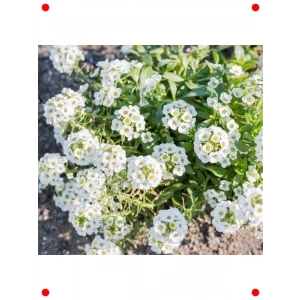 Alyssum Beyaz Renk Tohumları - 250 Adet