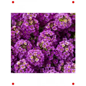 Alyssum Çoklu Mor Çiçek Tohumu (250 Adet)