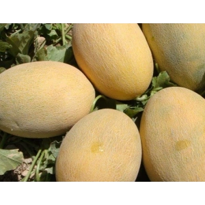 Ananas Doğal Kavun Tohumu - Lezzetli Seçenek