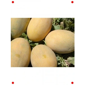 Ananas Kavun Tohumu - 10 gr