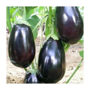Antep Dolmalık Patlıcan Tohumu - 10 Gr Sağlıklı Alternatif