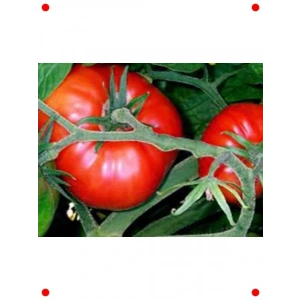 Antep Domates Tohumu (100 Adet)