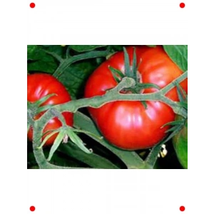 Antep Domates Tohumu (100 Adet)