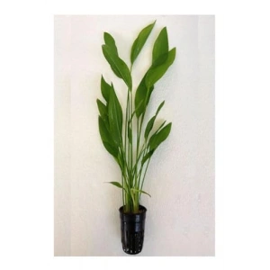 Argentinensis Echinodorus Canlı Bitki Saksısı, Sağlıklı Bitki
