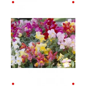 Aslan Ağzı Çiçeği Tohumları (+200 Adet)