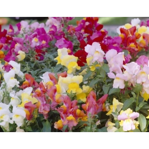 Aslan Ağzı Tohumu - 200 Adet ile Verim Alın