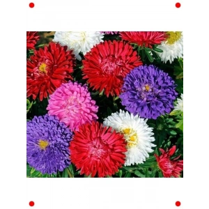 Aster Kasımpatı (Krizantem) Karışık Renk Tohumu (20 Adet)