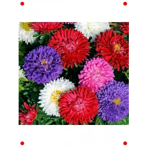 Aster Kasımpatı (Krizantem) Karışık Renk Tohumu (20 Adet)