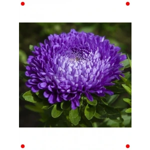 Aster Kasımpatı Tohumu (Krizantem) - 20 Adet