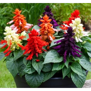 ATEŞ ÇİÇEĞİ 75 Tohum KARIŞIK Renkli Çoklu Tohum