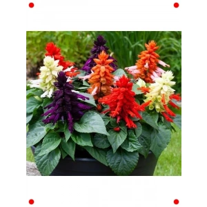 Ateş Çiçeği Karışık Renk Tohumları - 75 Adet