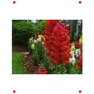 Ateş Kırmızı Uzun Aslan Ağzı Tohumu (25 Adet)