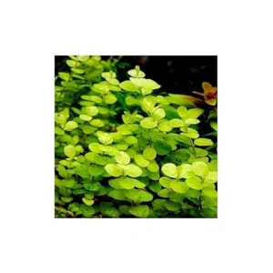 Aurea Lysimachia Canlı Bitki Saksısı, Sarı Renkli, Sağlıklı Bitki