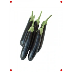 Aydın Siyah Patlıcan Tohumu - Parlak ve Dolgun Meyveler