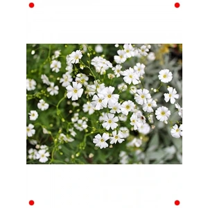 Bahar Yıldızı Çiçeği Tohumu (200+ Adet)