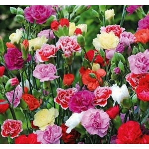 BAHÇE KARANFİLİ 50 Tohum KARIŞIK Renkli Çoklu Tohum