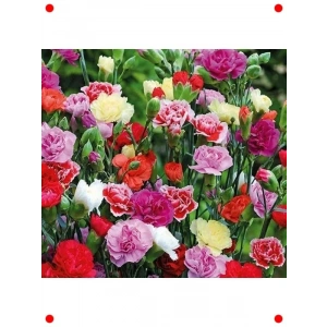 Bahçe Karanfili Karışık Renk Tohumları - 50 Adet