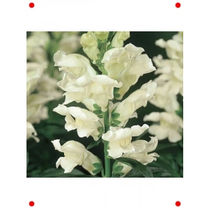 Beyaz Aslanağzı F1 Tohumu (30 Adet)