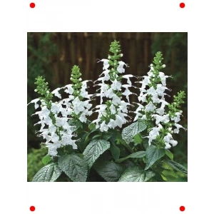 Beyaz Ateş Çiçeği (Salvia ) Tohumu (30 Adet)