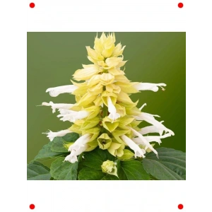 Beyaz Bodur Ateş Çiçeği Tohumu - Çok Çiçekli (15 Adet)