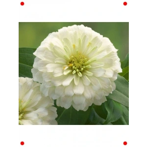 Beyaz Büyük Çiçekli Kirli Hanım Tohumu (5 Adet)