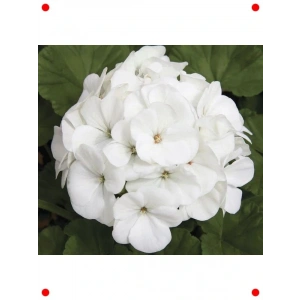 Beyaz Büyük Top Çiçekli Sardunya Tohumu (5 Adet)