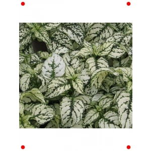 Beyaz Çilli niş Yaprak Hostes Çiçeği - 5 Tohum