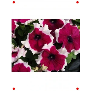 Beyaz Eflatun Petunya Tohumları (20 Adet)