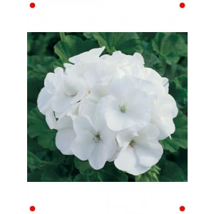 Beyaz Gül Sardunya  Tohumu (10 Adet)