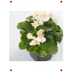 Beyaz İri Çiçek Şeker Bnya Tohumu - 25 Adet